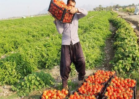 به داد گوجه‌کاران لیشتر برسید/دلالانی که فریاد کشاورزان را به آسمان رسانده‌اند+فیلم