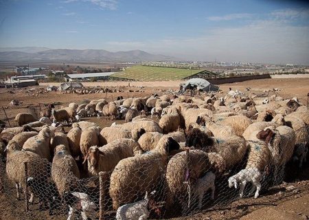 انهدام باند سارقان احشام در کهگیلویه و بویراحمد