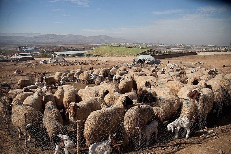 انهدام باند سارقان احشام در کهگیلویه و بویراحمد