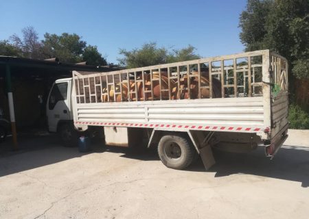 کشف هزاران لیتر گازوئیل قاچاق در گچساران