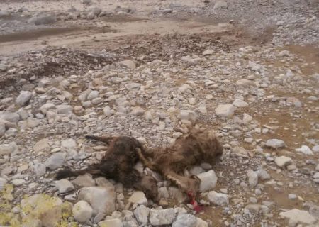 باران تابستانی ۲۰۰ راس دام ۲ دامدار دمیه باشت را تلف کرد+تصاویر