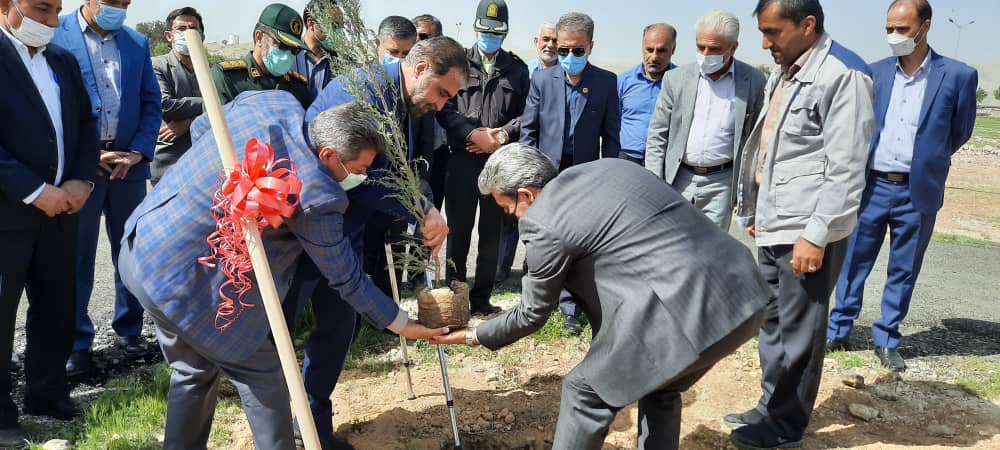 کاشت ۳۱ اصله نهال به یادمان ۳۱ شهید شرکت نفت گچساران+تصاویر