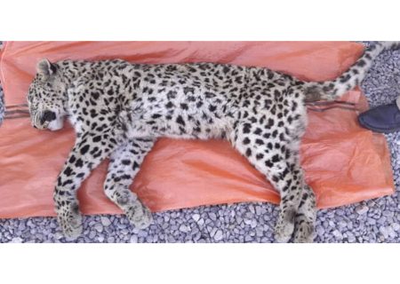 تلف شدن یک قلاده پلنگ در دنا