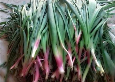 کشف ۱۰ هزار بوته گیاه خوراکی بن سرخ در باشت