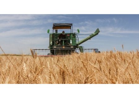 افزایش ۵۰ درصدی تولید گندم در گچساران