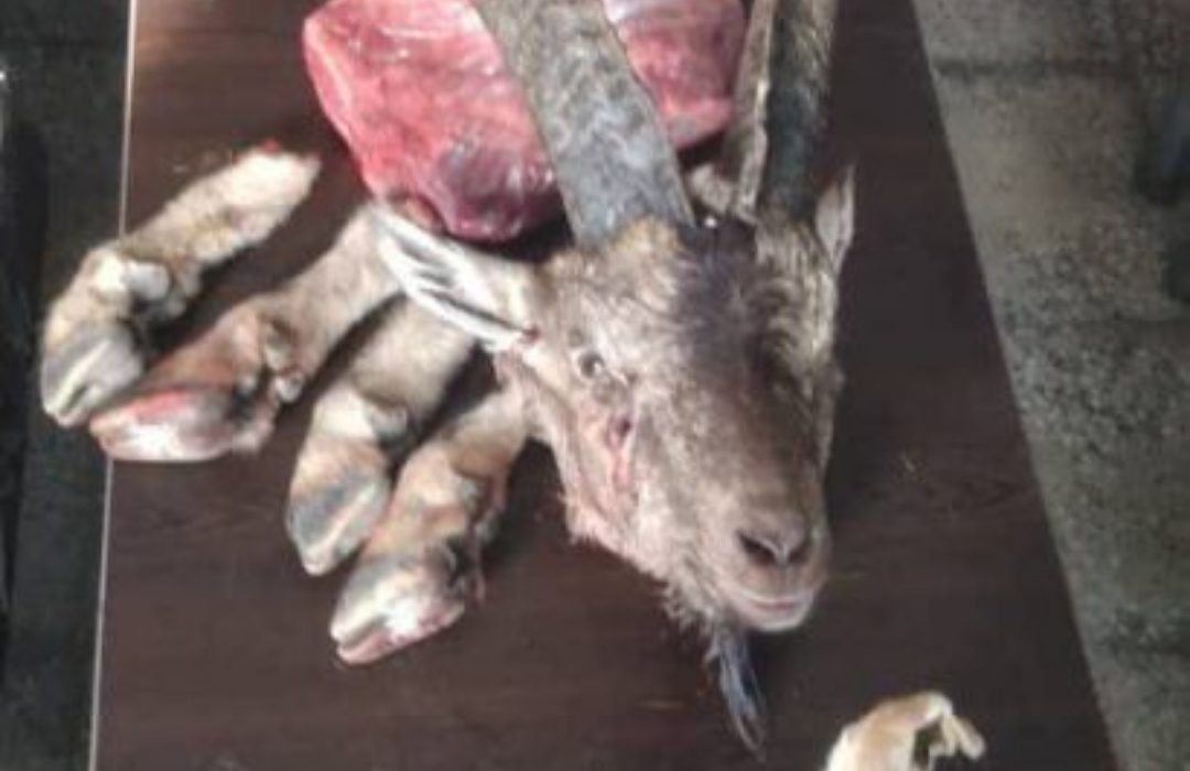 کشف لاشه کل وحشی در گچساران