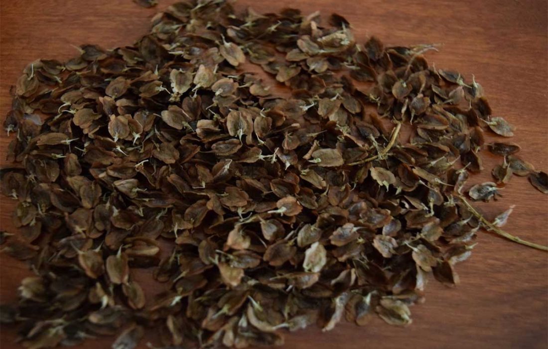 تعریف و معرفی بذر ریواس