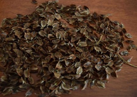 تعریف و معرفی بذر ریواس