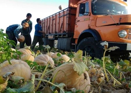 روزهای خوش کشاورزان در «دشت لیشتر» گچساران+ تصاویر