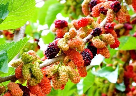 شاه‌توت‌های «شفابخش» در گچساران