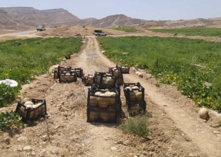 صدای کشاورزان خیرآباد گچساران هم درآمد+ تصاویر