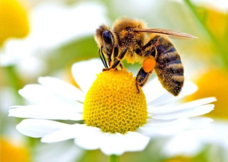 کلیپی زیبا از شهدگیری «زنبورعسل» در گچساران