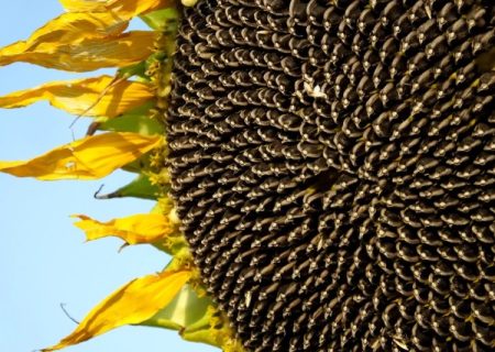 رقص طلایی آفتابگردان‌ها در گچساران