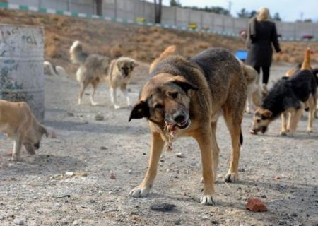 بحران «بی‌صاحب‌ها» در خیابان‌های گچساران+ تصاویر
