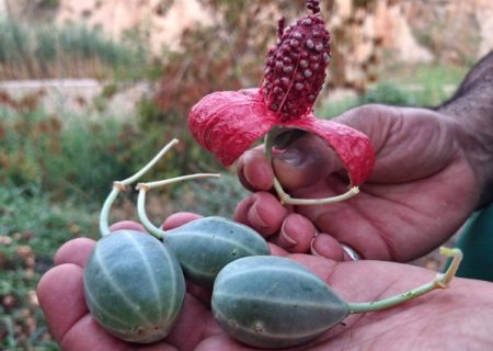 لگجی؛ گیاه بومی و پرخاصیت در گچساران+ تصاویر