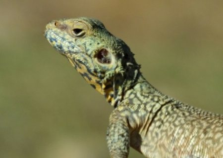 «آگاما» خزنده شگفت‌انگیز در طبیعت گچساران+ تصاویر