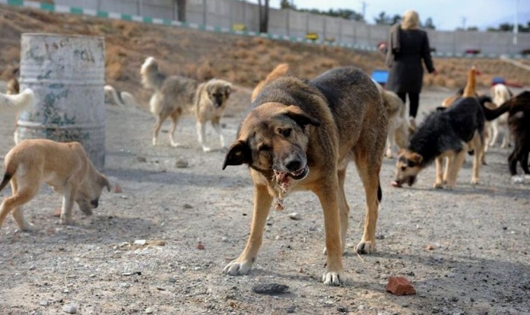 بحران «بیصاحبها» در خیابانهای گچساران+ تصاویر
