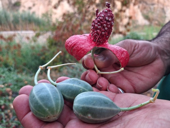 لگجی؛ گیاه بومی و پرخاصیت در گچساران+ تصاویر