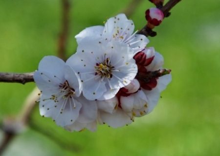 طنازی «شکوفه‌های آلو» در گچساران+ تصاویر