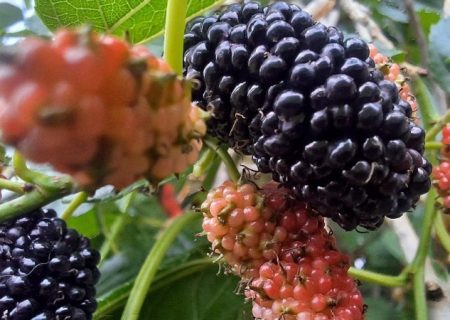 شاه‌توت‌های «شفابخش» در گچساران+ تصاویر