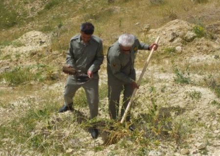 گچساران میزبان پویش ملی «نهال امید»+ تصاویر