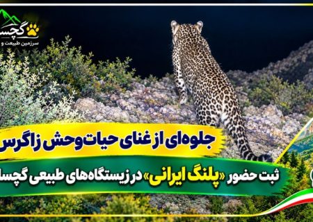 ثبت تصویر تازه از «پلنگ ایرانی» در گچساران