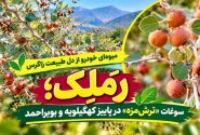 رَمَلِک؛ سوغات «ترش‌مزه» در پاییز گچساران+ تصاویر