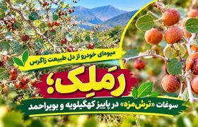 رَمَلِک؛ سوغات «ترش‌مزه» در پاییز گچساران+ تصاویر