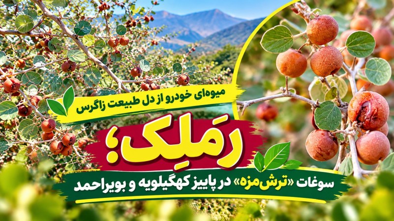رَمَلِک؛ سوغات «ترش‌مزه» در پاییز گچساران+ تصاویر